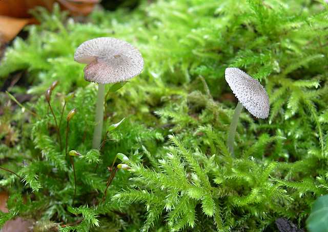 Funghi  e  Habitat